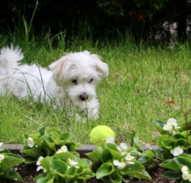 Maltese Puppies For Sale - Pilesgrove Pups